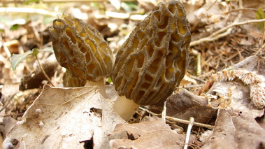 Morilles fraîches (morchella deliciosa)