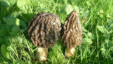 Morilles fraiches (morchella esculenta)