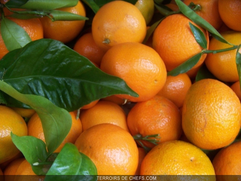 La Clémentine / Hiver / De saison / Produits Terroirs de chefs