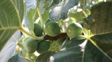 Figues