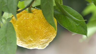 Yuzu