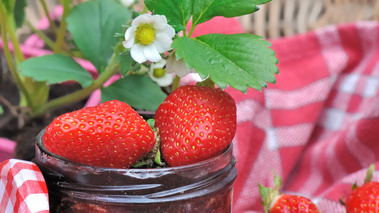 confiture fraise basilic