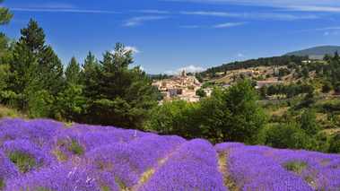 Champs de lavande  