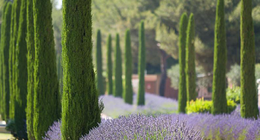 La Provence vue de l’hôtel du Castellet