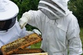 Au milieu des abeilles avec Alain Rey