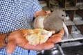 Les pigeons de Rémy Anezo