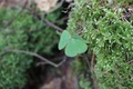 Balade en forêt avec le chef