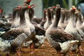 Maison Godard-Chambon & Marrel: le foie gras et la truffe du Périgord