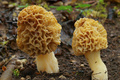 Les Morilles