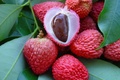 Le Litchi