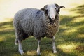 Le Mouton de Barèges-Gavarnie
