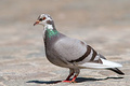 Le Pigeon