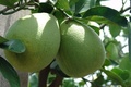 Le Pomelo